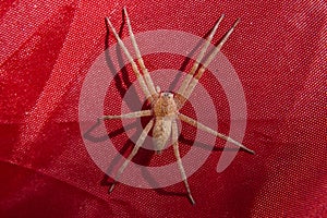 Large nursery web spider on a red tent