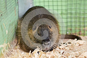 Large nutria lying on wood sawdust