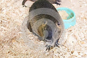 A large nutria sits on a wooden sawdust