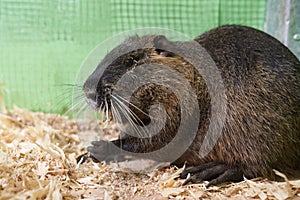 A large nutria sits on a wooden sawdust