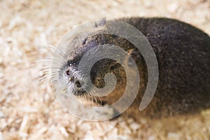 A large nutria sits on a wooden sawdust