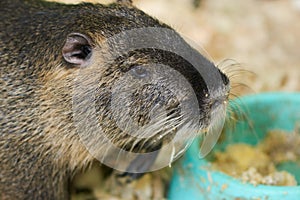 A large nutria sits on a wooden sawdust near the trough