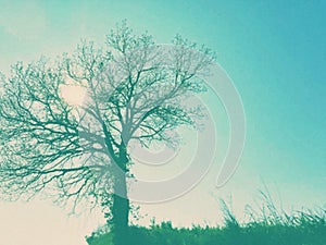 Large oak isolated to the top of the hill and blue sky with sun in the background