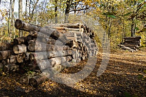 Large oak logs are piled in a forest clearing. Concept of forest theft or illegal logging