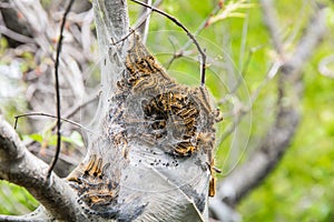A large oak processionary moth nest in procession on an oak tree photo