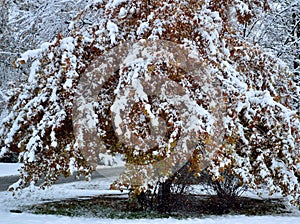 Large oak shrub red gold leaves covered in fresh snow