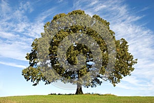 Large Oak Tree with Blue Sky