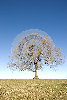 Large Oak Tree Blue Sky Vertical