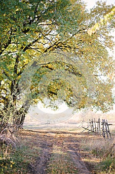 Large oak tree branch with farm fence in the rural countryside looking serene peaceful calm . Autumn landscape