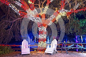 Large Oak Tree Christmas Decorated And Lit At Night With Chairs