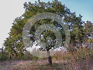 A large oak tree in a clearing in the forest.