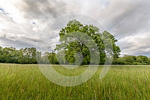 Large oak tree in a clearing in spring