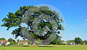 Large Oak Tree within the cricket boundary on Ickwell Green Bedfordshire