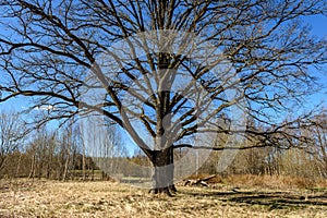 large oak tree in early spring with blue sky
