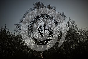 Large oak tree in forest. Tree in park. Sprawling oak branches