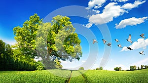 Large oak tree on a green field