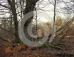 A large oak tree and its large, dead branches in the Sababurg primeval forest