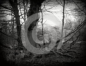 A large oak tree and its large, dead branches in the Sababurg primeval forest, Lomography Holga photo