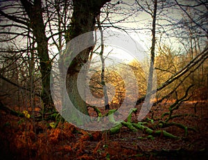 A large oak tree and its large, dead branches in the Sababurg primeval forest, Lomography photo