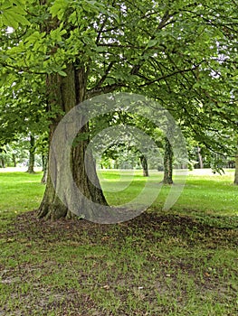 Large oak tree, Londra, Inghilterra