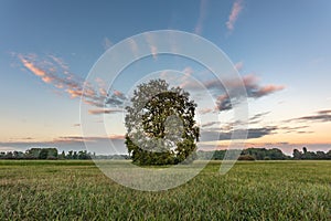 Large oak tree in a meadow with a glowing sky at dusk on a fall evening