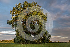 Large oak tree in a meadow on a spring evening in the French countryside