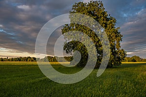 Large oak tree in a meadow on a spring evening in the French countryside