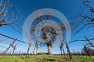 Large oak tree in the middle of wine grape field