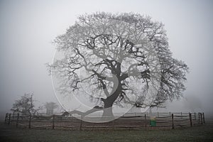Large oak tree on a misty morning in Bushy Park
