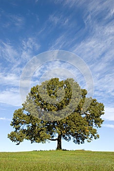 Large Oak Tree with Pretty Blue Sky