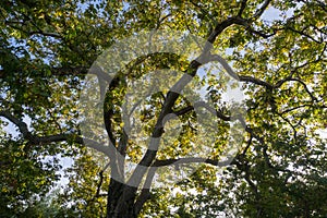 Large oak tree providing shade