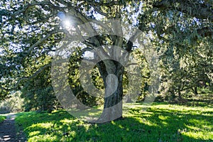 Large oak tree providing shade, Garland Ranch Regional Park, Carmel Valley, Monterey Peninsula, California