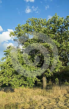 A large oak tree in a spring meadow.