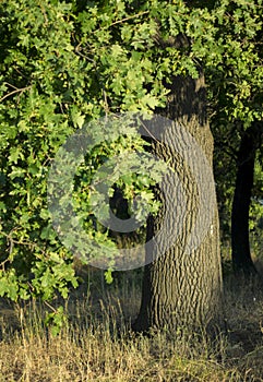 A large oak tree in a spring meadow.