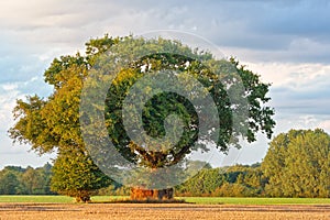 Large Oak Tree On A Summers Evening