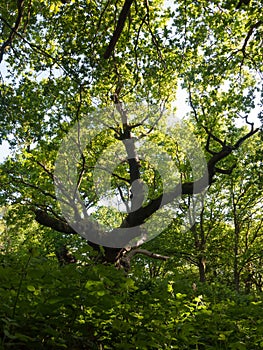 large oak tree trunk side view inside forest canopy overheard ba