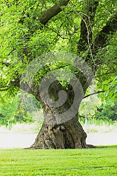 Large oak tree with twisting trunk