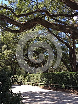 Large oak trees in New Orleans