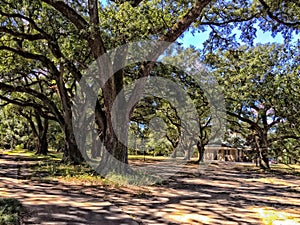 Large oak trees in New Orleans