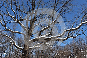 Large Oak Trees with Snow on Branches on a Clear Blue Day