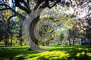 Large oak trees and spanish moss in Forsyth Park, Savannah, Georgia.