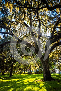 Large oak trees and spanish moss in Forsyth Park, Savannah, Georgia.