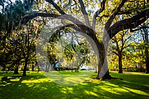 Large oak trees and spanish moss in Forsyth Park, Savannah, Georgia.