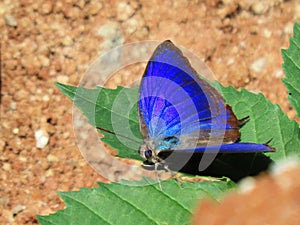 Large Oakblue Blue Butterfly Natural Vibrant Color photo