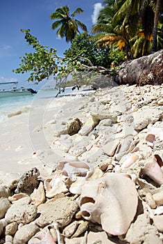 Large ocean shell pink pearl Strombus gigas and the coral lying on a white sand Caribbean beach on Saona island
