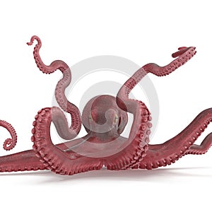 Large Ocopus Vulgaris Red. 3D Illustration, isolated