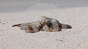 Large octopus on white sand.