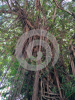 A large and old banyan tree with a view from below