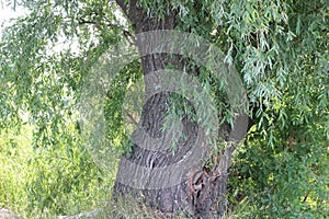 Large and old bole of a willow tree