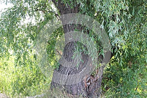 Large and old bole of a willow tree photo